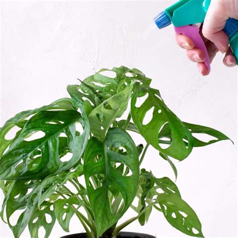 moisture meter level for monstera|monstera moisture meter.